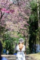 woman walking cherry blossom path to see beautiful scenery of pink cherry blossoms along road blessed in winter. woman travel journey along path of beautiful pink cherry blossoms in full bloom blessed photo