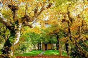 cabaña rodeado por naturaleza foto