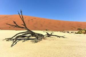 Dead Vlei, Namibia photo