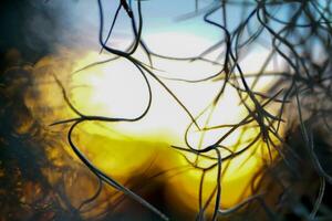 Spanish Moss abstract background against the rays of the setting sun. Concept bokeh and background bokeh from nature, soft and selective focus. photo