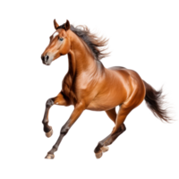 Brown horse run gallop isolated png