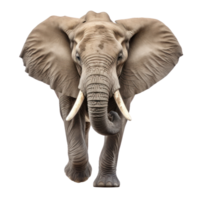 elefante animale isolato png