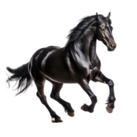 Black horse run gallop isolated png