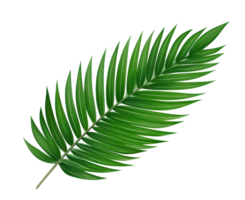 Green palm leaf isolated png