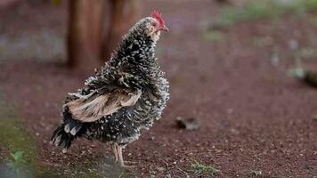 animal fowl chicken young hen video