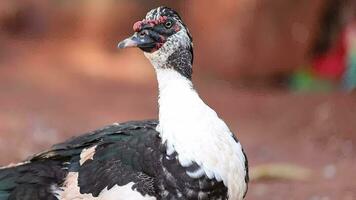 muscovy Pato animal video