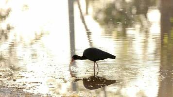 animale spoglio affrontato ibis video
