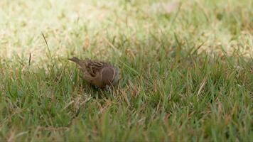 petit moineau domestique video