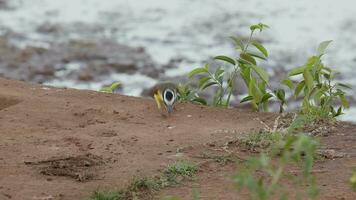 dier vogel Super goed kiskadee video