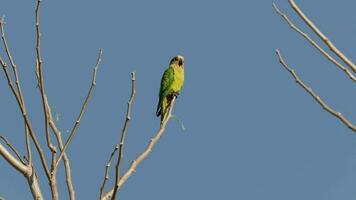 melocotón enfrentado perico en un árbol video