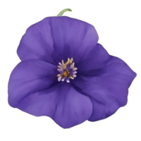 Purple or violet Morning glory flower clip art or sticker AI Generative png