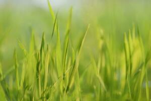 Green grass at sunset photo