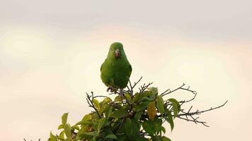 Yellow chevroned Parakeet video