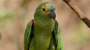 adulte turquoise devant perroquet video