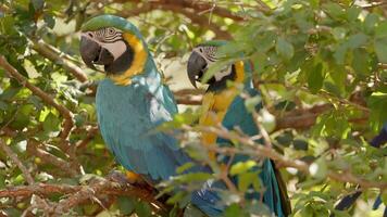 Adult Blue and yellow Macaw video