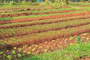 Organic Salad On Farm. Field of lettuce. field of fresh and tasty salad. lettuce plantation photo