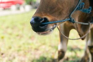 Brown cow nose close up with green grass blurry background photo