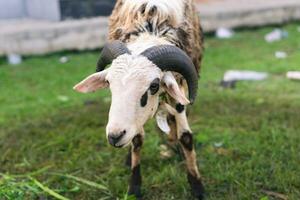 white goat or sheep for qurban or Sacrifice Festival muslim event in village with green grass photo