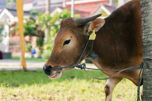 Brown cow for qurban or Sacrifice Festival muslim event in village with green grass photo