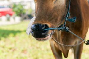 Brown cow nose close up with green grass blurry background photo