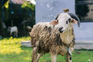 blanco cabra o oveja para qurban o sacrificio festival musulmán evento en pueblo con verde césped foto