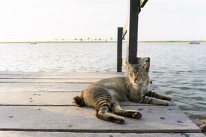 A cat is leisurely relaxing on a wooden bridge by the beach, waiting for the sunset. photo