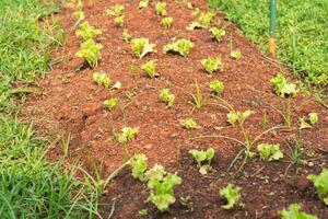 orgánico ensalada en granja. campo de lechuga. campo de Fresco y sabroso ensalada. lechuga plantación foto