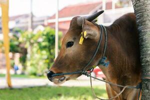 Brown cow for qurban or Sacrifice Festival muslim event in village with green grass photo