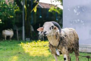 blanco cabra o oveja para qurban o sacrificio festival musulmán evento en pueblo con verde césped foto