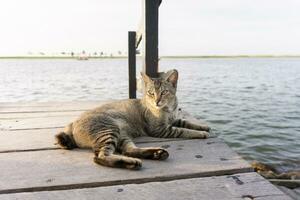 un gato es sin prisa relajante en un de madera puente por el playa, esperando para el puesta de sol. foto