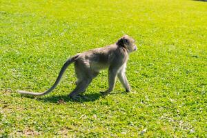 un mono es caminando en campo de verde césped foto
