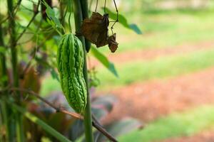 Closeup green fresh Bitter gourd in in organic vegetable farm. Selective focus, agriculture photo