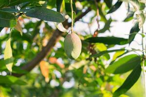 cerca arriba manggo Fruta en manggo árbol con borroso antecedentes foto