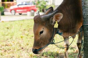 Brown cow for qurban or Sacrifice Festival muslim event in village with green grass photo