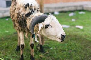 blanco cabra o oveja para qurban o sacrificio festival musulmán evento en pueblo con verde césped foto