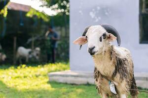 blanco cabra o oveja para qurban o sacrificio festival musulmán evento en pueblo con verde césped foto