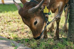 Brown cow for qurban or Sacrifice Festival muslim event in village with green grass photo