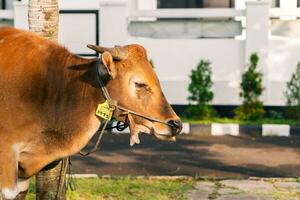 marrón vaca para qurban o sacrificio festival musulmán evento en pueblo con verde césped foto