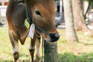 Brown cow for qurban or Sacrifice Festival muslim event in village with green grass photo