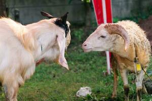 blanco cabra o oveja para qurban o sacrificio festival musulmán evento en pueblo con verde césped foto