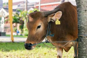 Brown cow for qurban or Sacrifice Festival muslim event in village with green grass photo