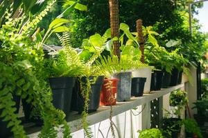 Steel shelves with various houseplants. Home garden concept. Collection of various home plants. Home gardening, greenery, interior design with plants, hobby concept photo