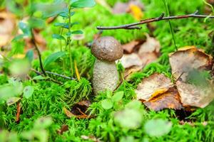 Edible small mushroom with brown cap Penny Bun leccinum in moss autumn forest background. Fungus in the natural environment. Big mushroom macro close up. Inspirational natural summer fall landscape photo