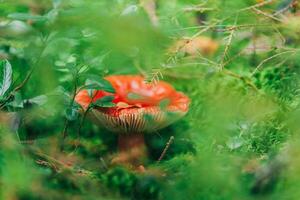 Edible small mushroom Russula with red russet cap in moss autumn forest background. Fungus in the natural environment. Big mushroom macro close up. Inspirational natural summer or fall landscape. photo