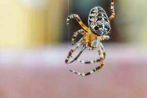 Arachnophobia fear of spider bite concept. Macro close up spider on cobweb spider web on natural blurred background. Life of insects. Horror scary frightening banner for halloween. photo