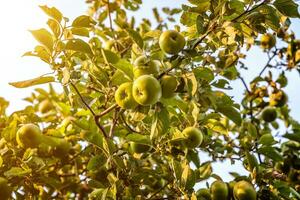 Perfect red green apple growing on tree in organic apple orchard. Autumn fall view on country style garden. Healthy food vegan vegetarian baby dieting concept. Local garden produce clean food. photo