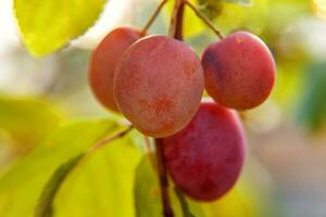 Perfect red plum growing on tree in organic plum orchard. Autumn fall view on country style garden. Healthy food vegan vegetarian baby dieting concept. Local garden produce clean food. photo