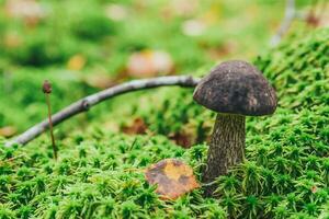 Edible small mushroom brown cap Penny Bun leccinum in moss autumn forest background. Fungus in the natural environment. Big mushroom macro close up. Inspirational natural summer or fall landscape. photo