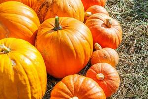 Natural autumn fall view pumpkin on eco farm background. Inspirational october or september wallpaper. Change of seasons, ripe organic food concept. Halloween party Thanksgiving day. photo