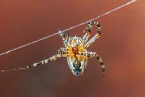 Arachnophobia fear of spider bite concept. Macro close up spider on cobweb spider web on blurred brown background. Life of insects. Horror scary frightening banner for halloween. photo